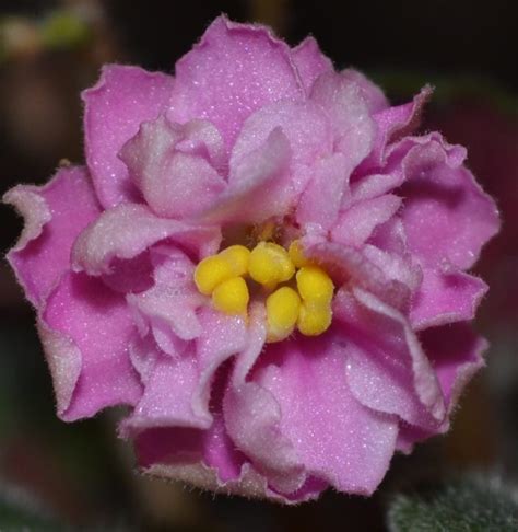 Ness Angel Babe Miniature Baby Violets