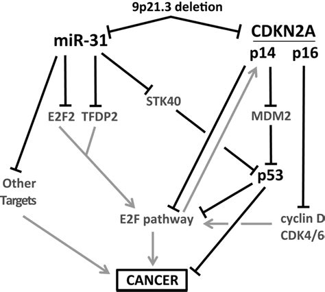 Model For The Synergistic Interactions Of MiR 31 P16 INK4A P14 ARF