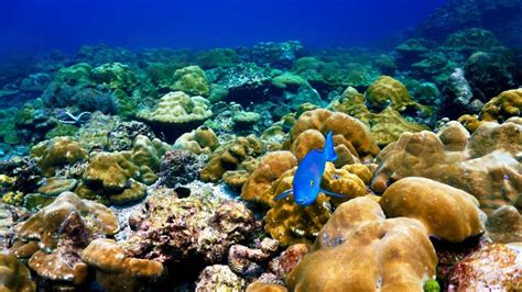 Blue Parrot Fish Fascinating Facts And Care Guide