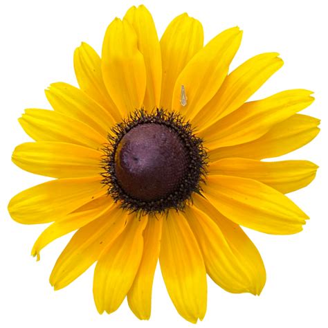 Flower Black-Eyed Susan Yellow 24486390 PNG