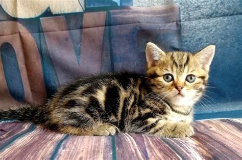 Манчкины: Описание породы, характер и уход. Все, что вам нужно знать!