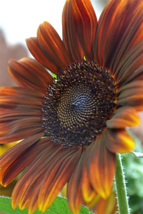 Beautiful brown sunflower. Have had a wonderful time photographing these splendid flowers ...