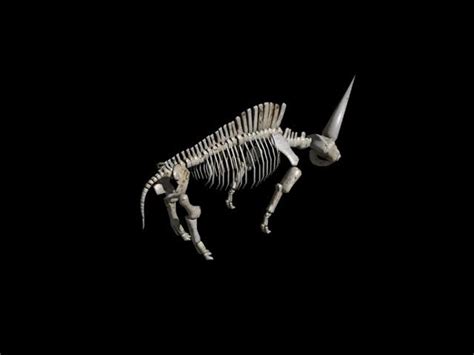 Elasmotherium Skeleton