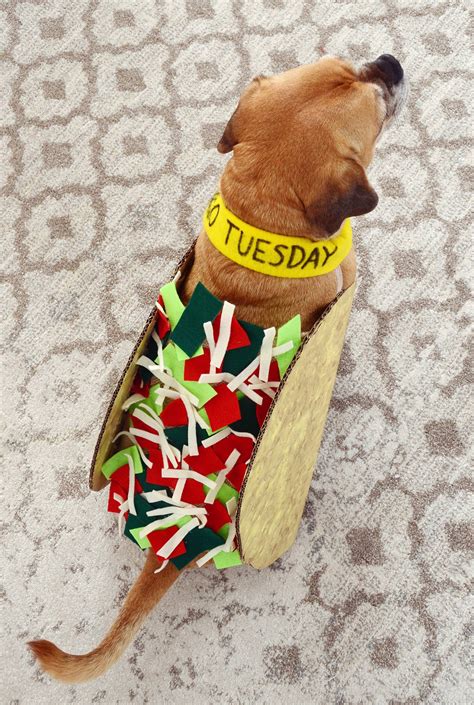 How to Make a Taco Tuesday Dog Costume - Curbly