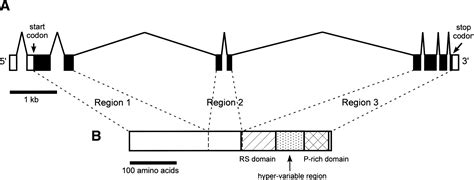 Evolution Of The Complementary Sex Determination Gene Of Honey Bees Balancing Selection And