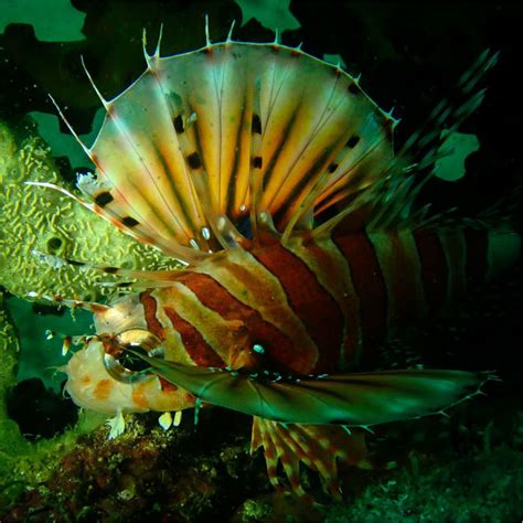 lionfish aquarium setup
