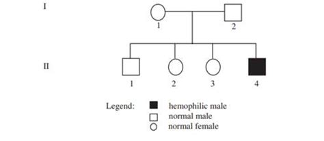 Solved A Recessive Sex Linked Gene H Prolongs The Blood Clotting Time Answer