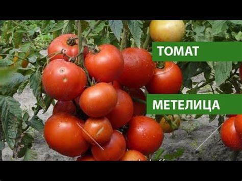 Томаты Метелица Отзывы Фото – Telegraph