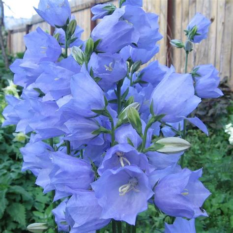 Купить Колокольчик персиколистный в Москве и РФ. Описание сорта. Пункты ...