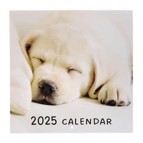 How much is a dog in 2025 will surprise most owners 19