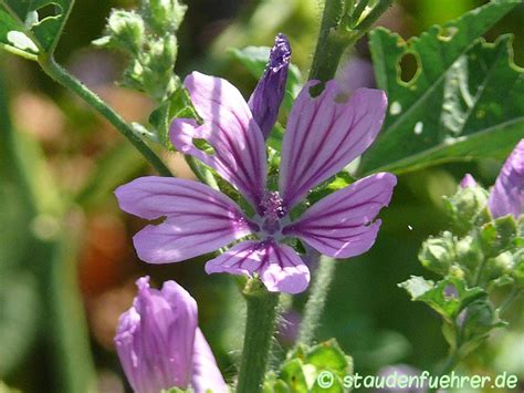 Malvaceae (Malvengewächse) | staudenfuehrer.de