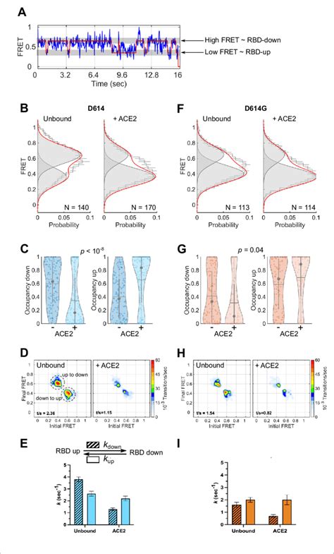 Angiotensin Converting Enzyme 2 Ace2 Binding Modulates The