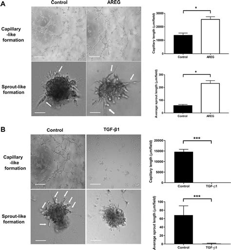 Frontiers Characterization Of The Roles Of Amphiregulin And