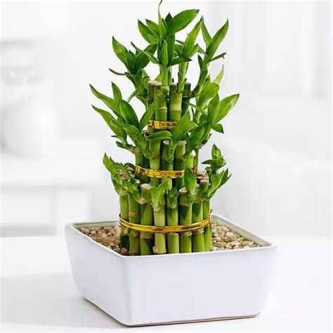 Buy Three Layer Lucky Bamboo Online in Pakistan | Lahore | Karachi ...