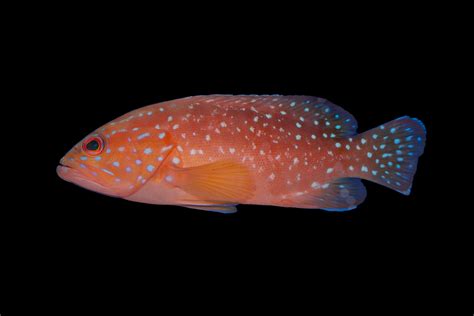 Shop Miniatus Grouper Reeftopia Australias Source For Premium Fish