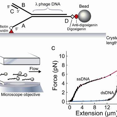 Single-molecule experimental setup. (a) Duplex λ DNA (48.5 kb) is ...