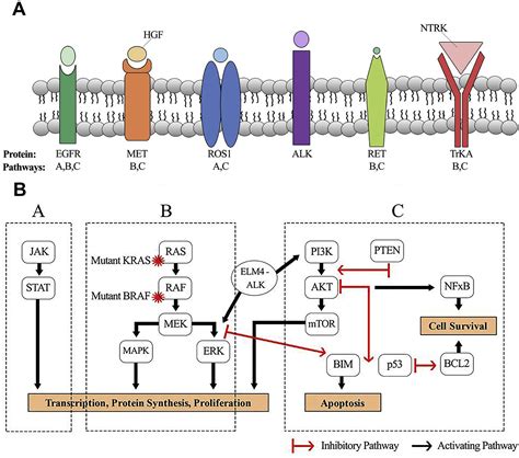 New Targets In Nonsmall Cell Lung Cancer Hematology Oncology Clinics