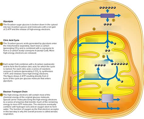 Cellular Respiration Diagram | Quizlet