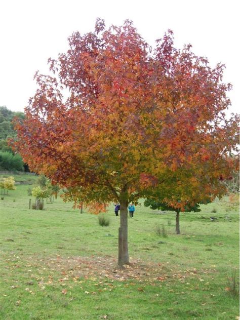 Oderings Garden Centres Deciduous Tree Liquidambar Styraciflua