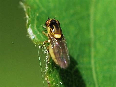 Grass Fly Bugguide