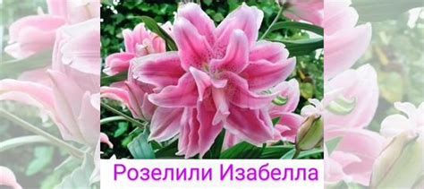 Лилии луковицы много сортов купить в Казани | Товары для дома и дачи ...