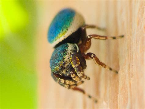 Metallic Green Jumping Spider Sassacus Papenhoei Bugguide