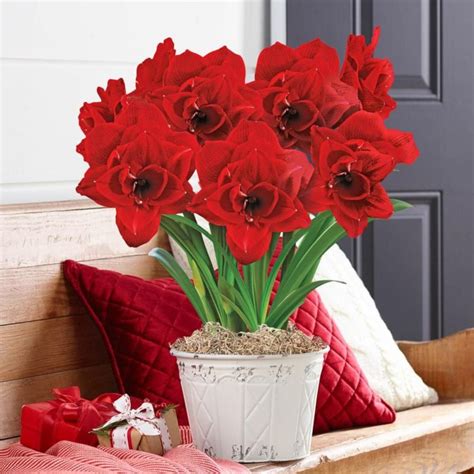 Гиппеаструм махровый: описание и фото сортов Афродита, Альфреско ...