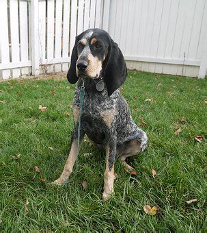 bluetick coonhound coonhound images pixabay