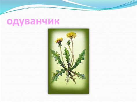 Одуванчик - презентация онлайн