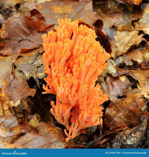 Ramaria botrytis stock image. Image of fungi, cauliflower - 216047781