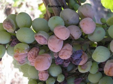 Бактериоз ягод винограда - Виноград, виноградарство. Саженцы винограда ...