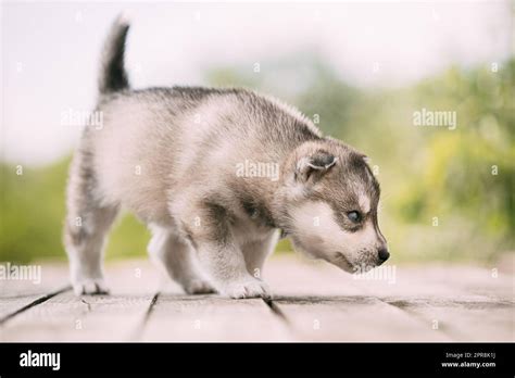 Four Week Old Husky Puppy Of White Gray Color Sitting On Wooden Ground