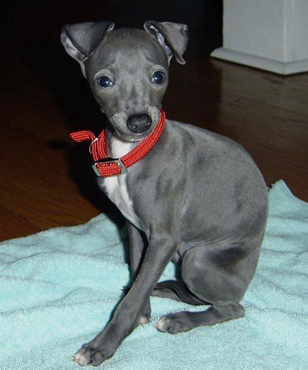 Italian Greyhound Puppies | [#] Lunawsome