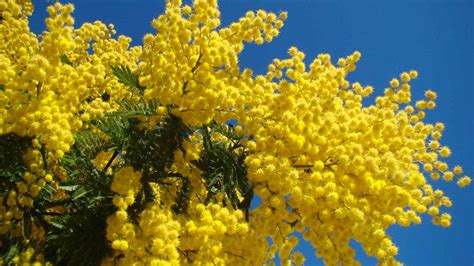 Картинки Мимоза На Рабочий Стол - 66 фото