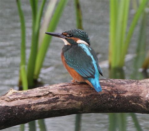 Kingfisher Juvenile Male Pennington Flash Horrocks Flickr