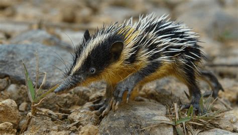 It Would Take 23 Million Years To Replace Madagascar’s Species If They ...