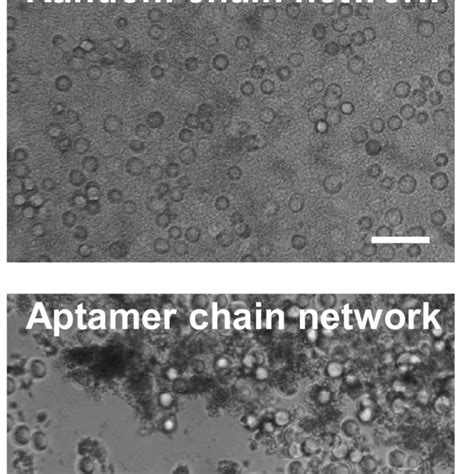 Figure S9 Brightfield Microscopy Characterization Of The Capture Of Download Scientific