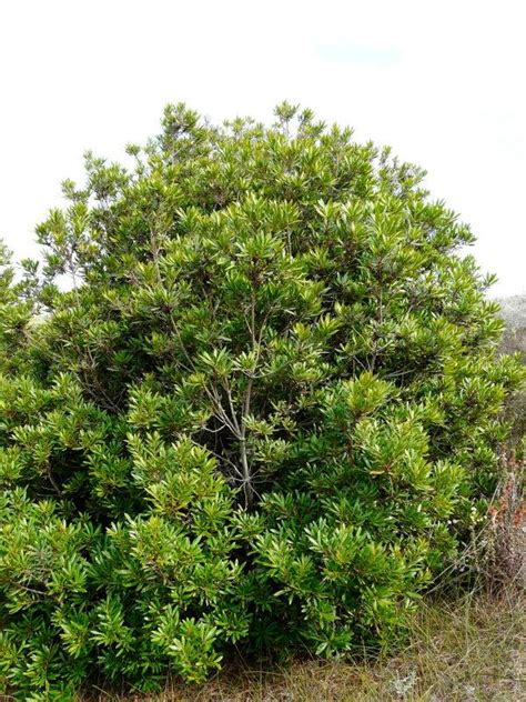 Myrica Californica Summer Dry California Native Shrub Pacific Wax