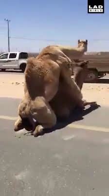 Free Arabic Porn Video Category Camels YouTube