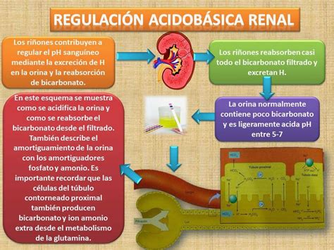 Blog de Fisiología UAS Valeria Medel García REGULACIÓN ÁCIDO BASE RENAL