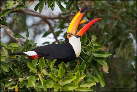 Toco Toucan Ramphastos Toco Focusing On Wildlife