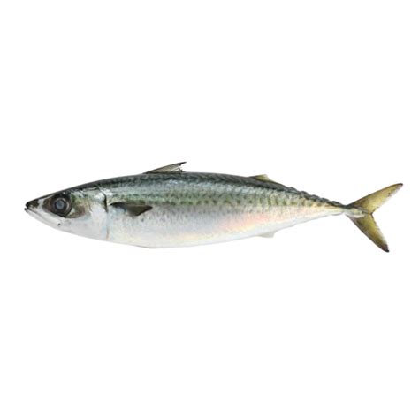 Chub Mackerel Source Of International Quality