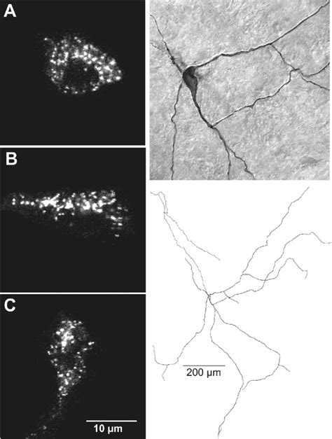 Intrinsic Granular Fluorescence In Macaque Melanopsin Cells A C