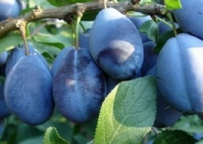 Szilva – Stanley – Konténeres – Kiss Kertészet