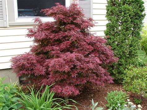 Best Evergreens For Landscaping