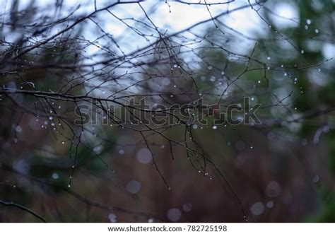 Naked Birch Tree Branches Autumn Against Stock Photo Shutterstock
