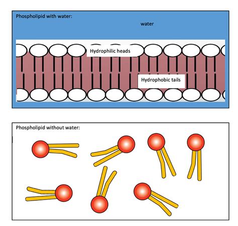 [Solved] B. Concept Map. Draw a concept map (similar to an organizational... | Course Hero