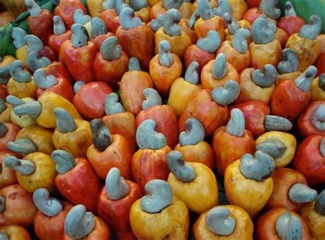 Cultivos de marañón podrían triplicarse por exportaciones | Cashew ...