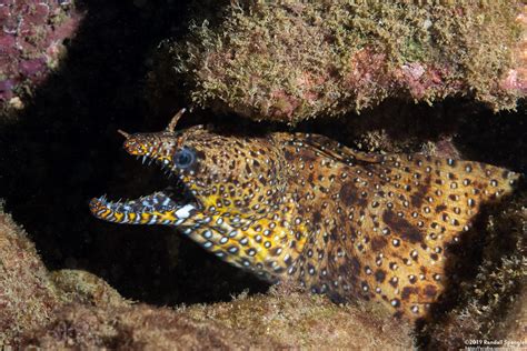 Hawaii Eels And Eel Like Fishes Spanglers Scuba