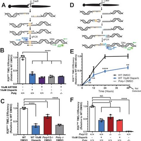 Loss Of Parp Activity Partially Inhibits Chromosomal Tmej A Model